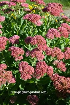 some very pretty pink flowers in the grass