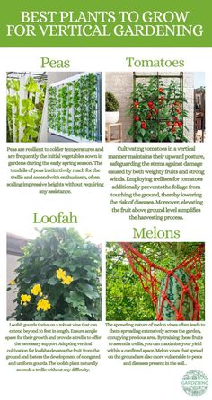 the best plants to grow for vertical gardening