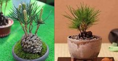 two pictures of pine cones and plants in small pots on a table with green grass