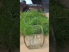 a glass vase filled with green plants on top of a table