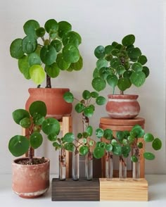 there are many potted plants on the shelf next to each other, and one is green