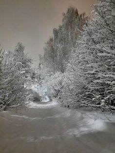 a snow covered road surrounded by trees and bushes