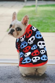 a small dog wearing a sweater with skulls on it's chest sitting in front of a glass door