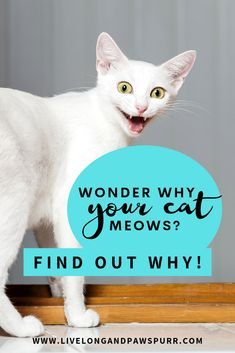 a white cat standing on top of a table next to a blue sign that says wonder why your cat meows? find out why