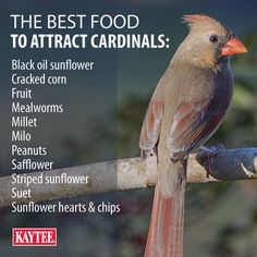 the best food to attract cardinals black oil sunflower grated corn mellows millu