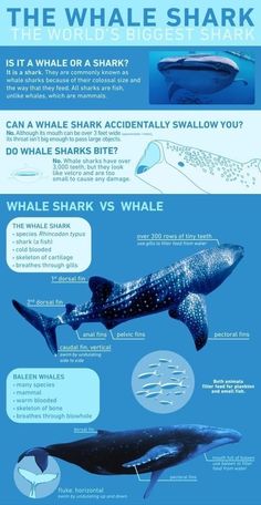 the whale shark is one of the most recognizable animals in the world, and it's unique to look at