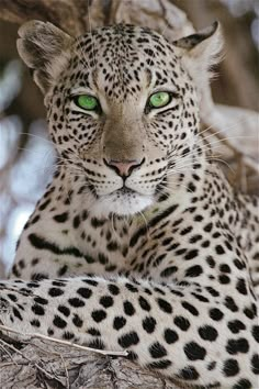 a leopard with green eyes sitting in a tree