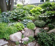 a garden with rocks and plants in front of a house