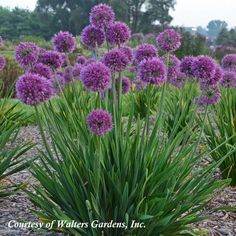 purple flowers are growing in the middle of a field with gravel and trees behind them