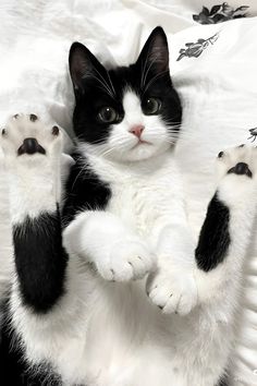 a black and white cat laying on top of a bed with its paws in the air