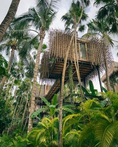 the tree house is surrounded by palm trees