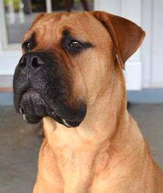 a large brown dog sitting on top of a cement floor next to a white door