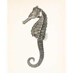 a black and white drawing of a seahorse on a white background with the letter s in it's lower corner