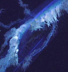 an image of a blue jellyfish in the dark water with its tail curled up