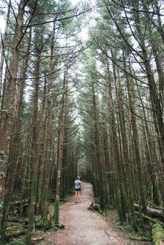 a person standing in the middle of a forest on a path surrounded by tall trees