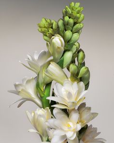 white flowers are arranged in a vase on a gray background with green stems and leaves