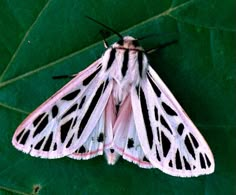 a white and black moth sitting on top of a green leaf