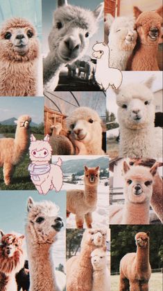 many different pictures of llamas and alpacas