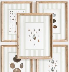 three framed pictures with seashells and shells hanging on the wall next to each other