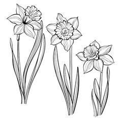 three daffodils on a white background