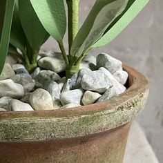 there is a potted plant with rocks in it and green leaves on the top