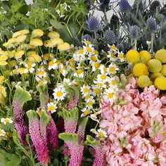 several different types of flowers are shown in this image, including daisies and other wildflowers