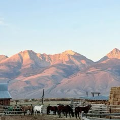 horses are standing in an open field with mountains in the background