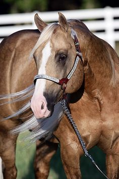 a brown and white horse with blonde hair