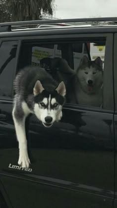 two husky dogs hanging out the window of a black truck