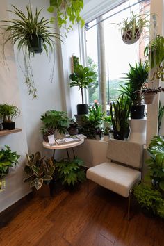 a room filled with lots of green plants and potted plants next to a window