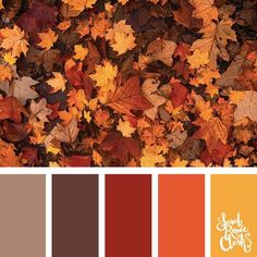 an image of autumn leaves on the ground with color swatches to match it's palette