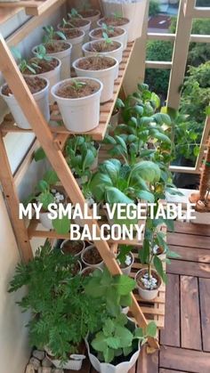 several potted plants on a wooden shelf with the words, my small vegetable balcony