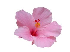 a pink flower on a white background