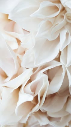 close up view of white flowers with soft focus to the center and petals on top