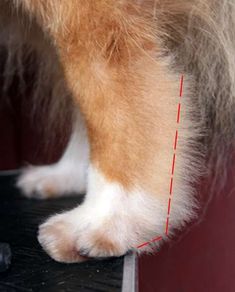 an orange and white cat standing on top of a table