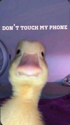 a ducky looking at the camera with text on it