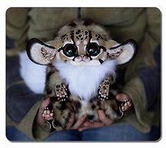 a person holding a small stuffed animal in their hands and wearing leopard print on it's face