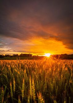 the sun is setting over a wheat field