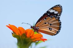 a butterfly sitting on top of an orange flower with blue sky in the back ground