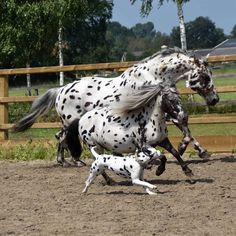 a white and black spotted horse running next to a dog on its back in an enclosed area