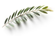 a green leaf on a white background