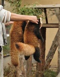 two red pandas hanging upside down in the air