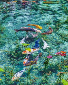 many colorful fish swimming in the clear blue water