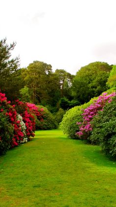 a lush green field filled with lots of flowers