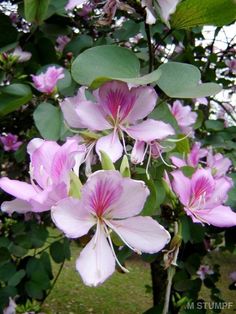 pink flowers are blooming on the tree in the garden, with green leaves around them