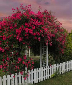 a white picket fence with pink flowers growing on it's top and the sky in the background