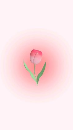 a single pink tulip with green leaves on a pink background