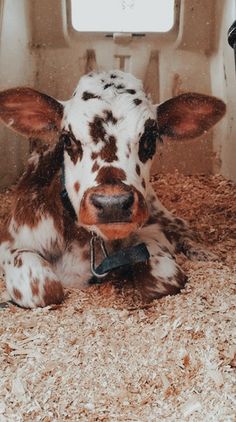 a brown and white cow laying on top of hay