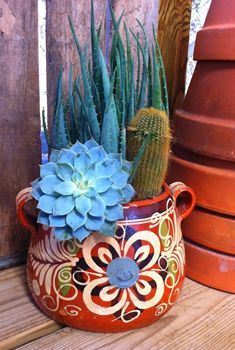 a potted plant sitting on top of a wooden table next to other pots filled with succulents