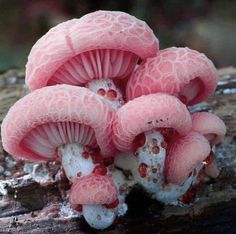 a group of pink mushrooms sitting on top of a tree branch